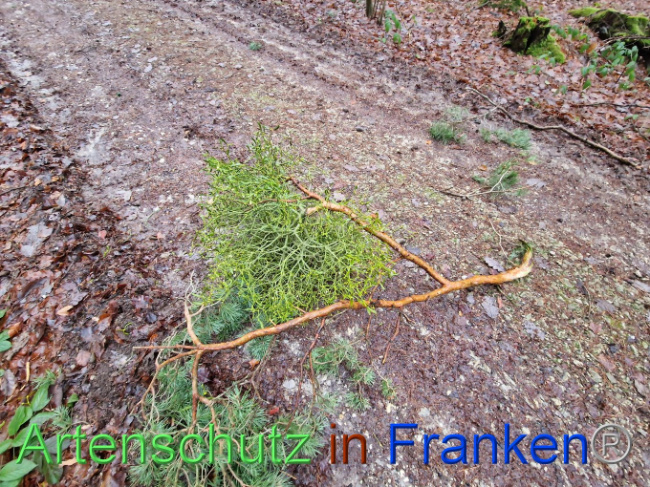 © Artenschutz in Franken® Bild zum Eintrag (1097857-160)