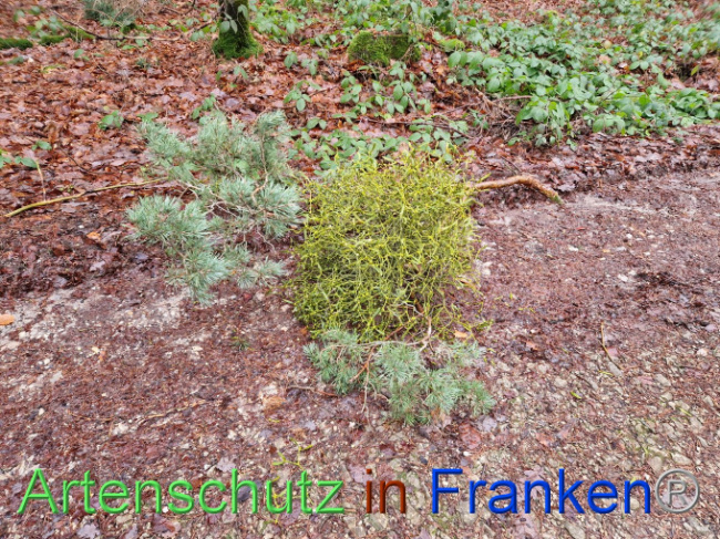 © Artenschutz in Franken® Bild zum Eintrag (1097858-160)