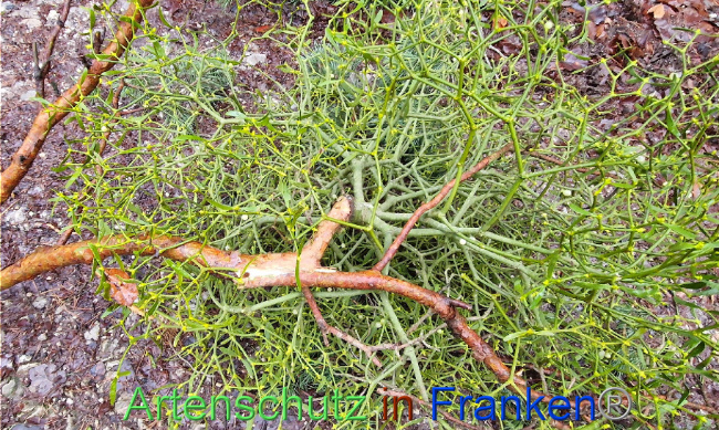 © Artenschutz in Franken® Bild zum Eintrag (1097866-160)