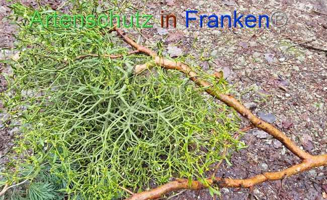 © Artenschutz in Franken® Bild zum Eintrag (1097867-160)