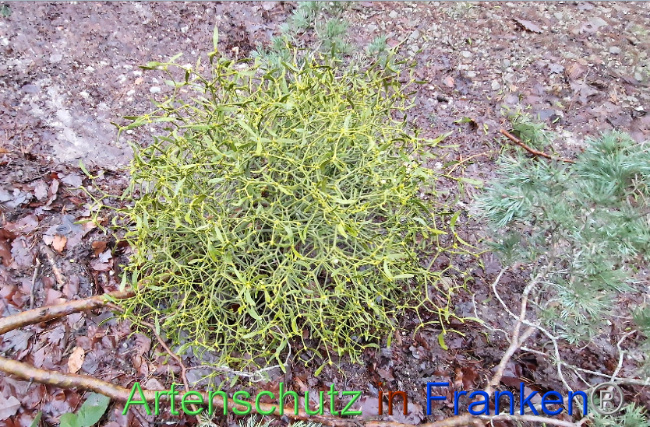 © Artenschutz in Franken® Bild zum Eintrag (1097868-160)