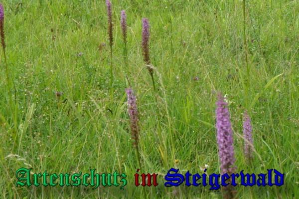 Copyright AiS / 2009 Albert Meier Bild zum Eintrag (1106736-160)