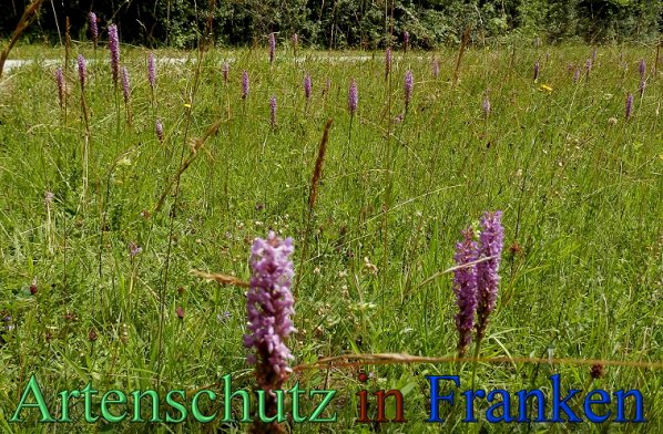 Copyright AiS- Albert Meier Bild zum Eintrag (1106737-160)