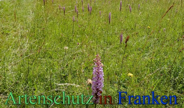 Copyright AiS- Albert Meier Bild zum Eintrag (1106738-160)