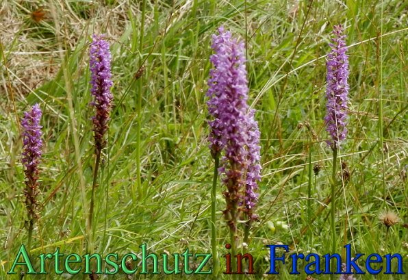 Copyright AiS- Albert Meier Bild zum Eintrag (1106739-160)