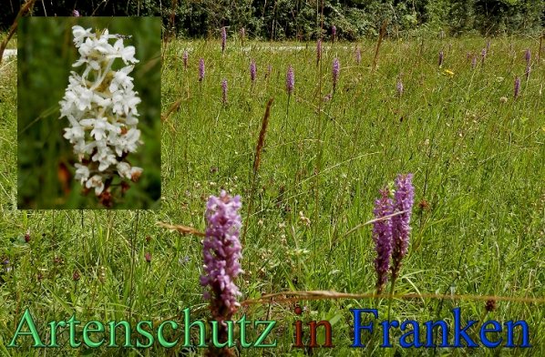 Copyright AiS- Albert Meier Bild zum Eintrag (1106742-160)