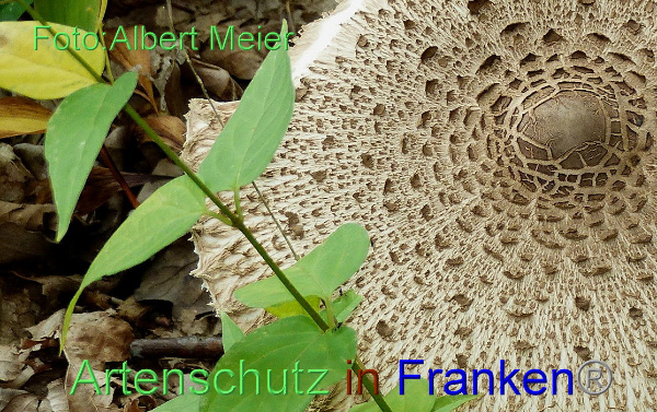 Copyright AiF - Albert Meier Bild zum Eintrag (1113376-160)