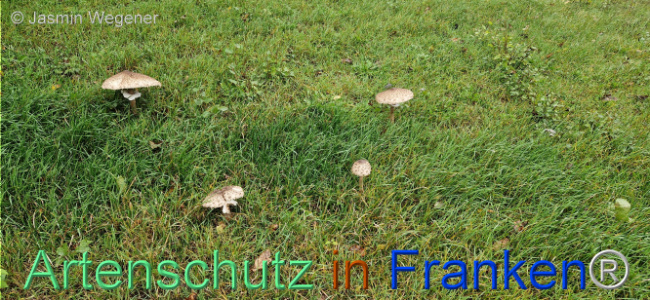 © Artenschutz in Franken® / Jasmin Wegener Bild zum Eintrag (1113382-160)