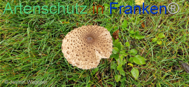 © Artenschutz in Franken® / Jasmin Wegener Bild zum Eintrag (1113383-160)