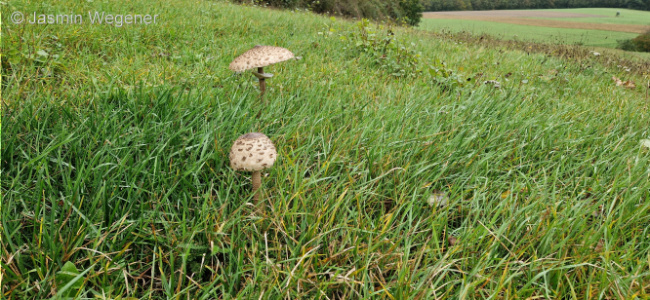 © Artenschutz in Franken® / Jasmin Wegener Bild zum Eintrag (1113387-160)