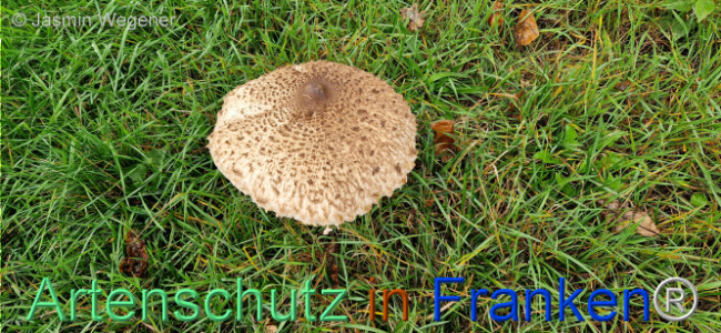 © Artenschutz in Franken® / Jasmin Wegener Bild zum Eintrag (1113388-160)
