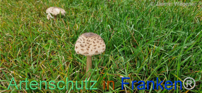 © Artenschutz in Franken® / Jasmin Wegener Bild zum Eintrag (1113389-160)