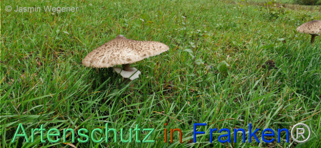 © Artenschutz in Franken® / Jasmin Wegener Bild zum Eintrag (1113391-160)