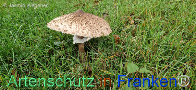 © Artenschutz in Franken® / Jasmin Wegener Bild zum Eintrag (1113392-160)