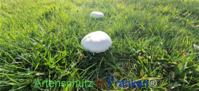 © Artenschutz in Franken® Bild zum Eintrag (1114140-160)