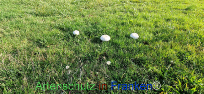 Bild zum Eintrag (1114144-160)