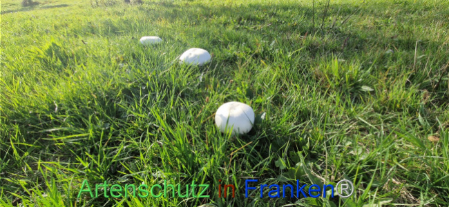 Bild zum Eintrag (1114146-160)