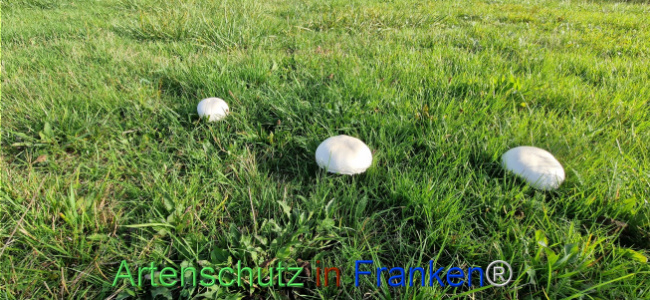© Artenschutz in Franken® / Hannelore Kramer-Siegel Bild zum Eintrag (1114148-160)