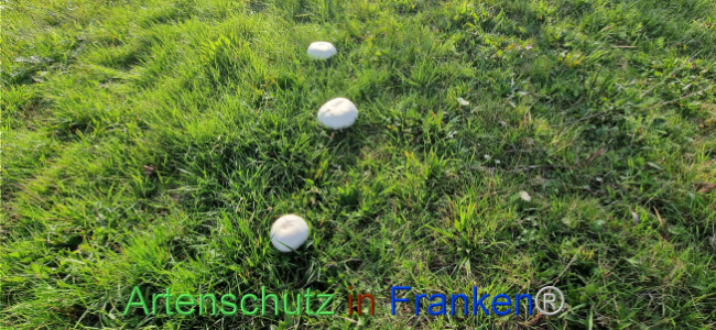 © Artenschutz in Franken® / Hannelore Kramer-Siegel Bild zum Eintrag (1114149-160)