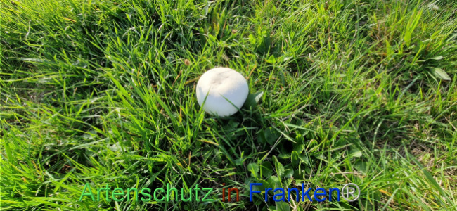 Bild zum Eintrag (1114153-160)