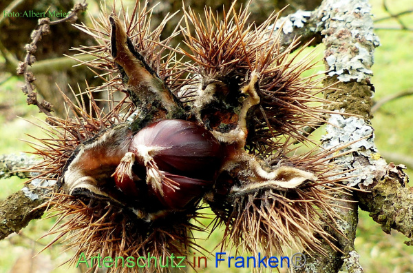 Copyright AiF - Albert Meier Bild zum Eintrag (1115596-160)