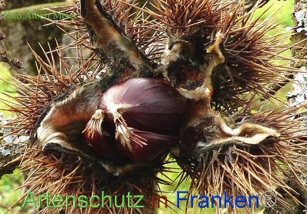 Copyright AiF - Albert Meier Bild zum Eintrag (1115597-160)