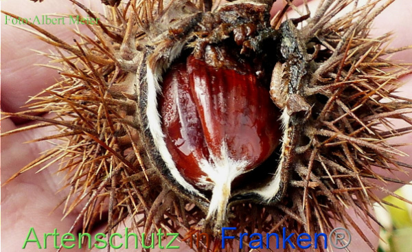 Copyright AiF - Albert Meier Bild zum Eintrag (1115598-160)