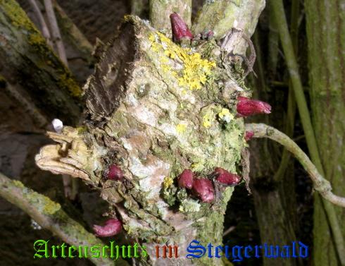 Copyright AiS / 2009 - Albert Meier Bild zum Eintrag (1118468-160)