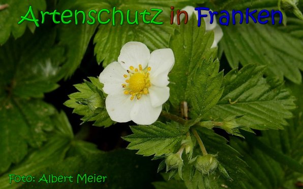 Copyright AiS Albert Meier Bild zum Eintrag (1119519-160)