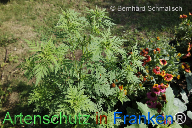 © Artenschutz in Franken® / Bernhard Schmalisch Bild zum Eintrag (1125157-160)