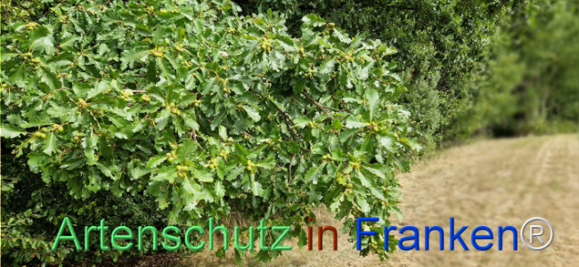 Bild zum Eintrag (1125971-160)