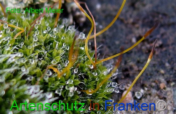 Bild zum Eintrag (1126239-160)