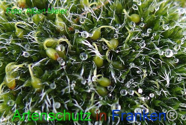 Bild zum Eintrag (1126240-160)