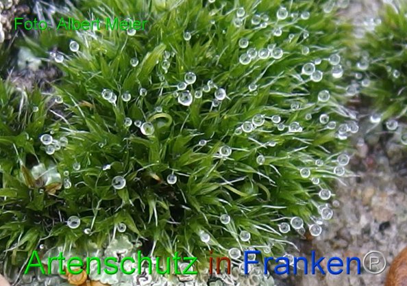 Bild zum Eintrag (1126241-160)