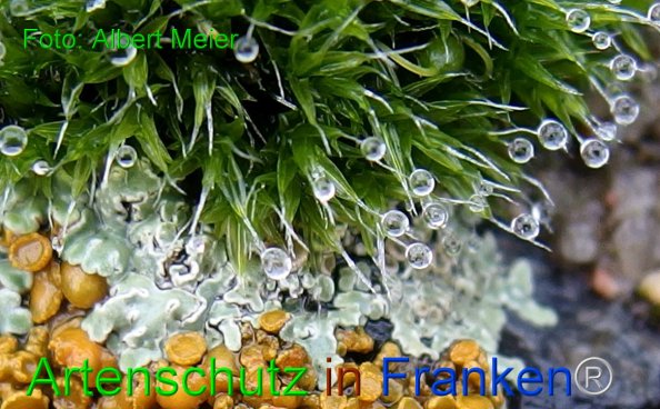 Bild zum Eintrag (1126243-160)