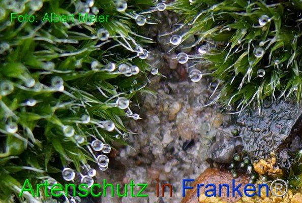 Bild zum Eintrag (1126244-160)