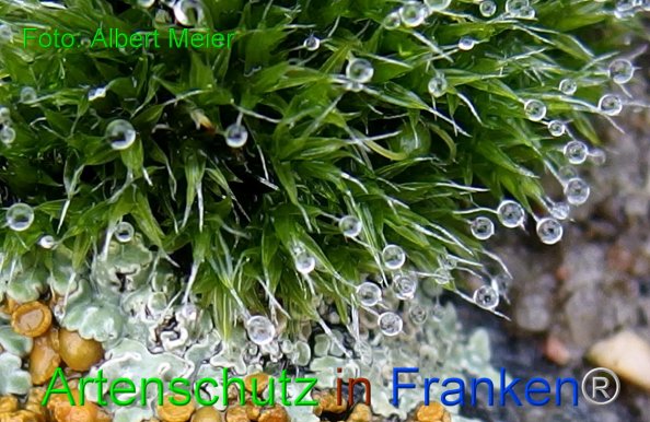 Bild zum Eintrag (1126245-160)