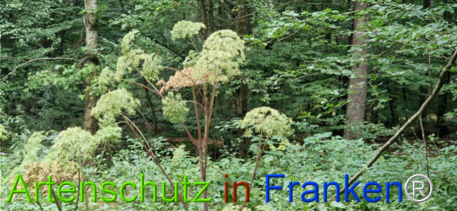 Bild zum Eintrag (1126424-160)
