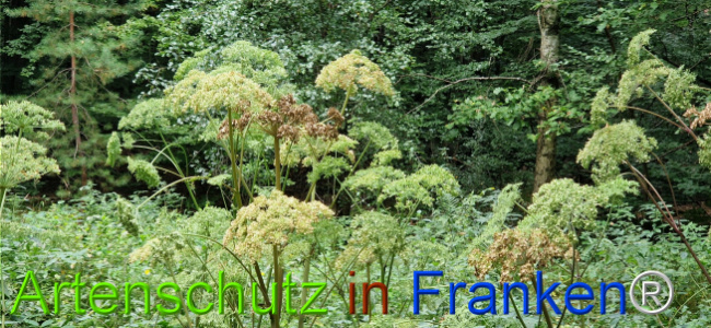 Bild zum Eintrag (1126425-160)