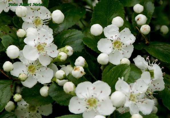 Bild zum Eintrag (1126430-160)