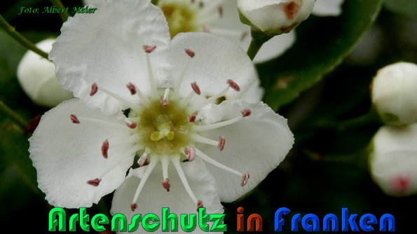 Bild zum Eintrag (1126432-160)