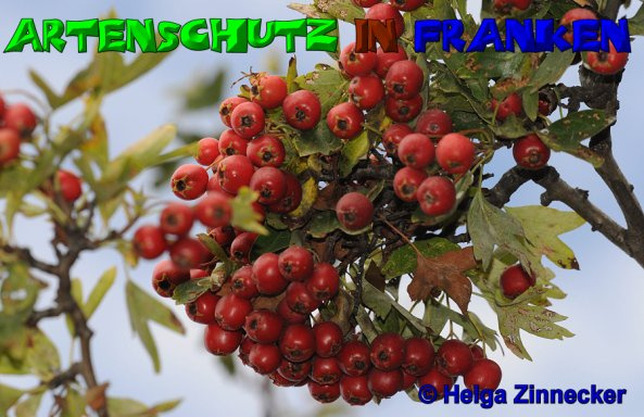 Bild zum Eintrag (1126438-160)