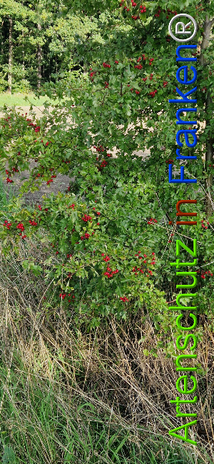 Bild zum Eintrag (1126446-160)