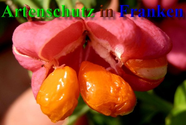 Copyright AiS- Albert Meier Bild zum Eintrag (1127330-160)