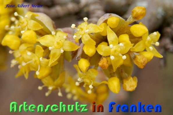 © Artenschutz in Franken® / Albert Meier Bild zum Eintrag (1127752-160)