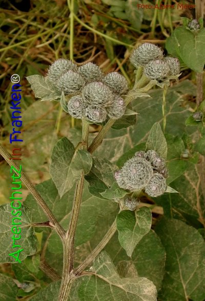 Bild zum Eintrag (1128024-160)