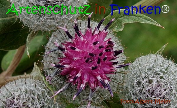 Bild zum Eintrag (1128026-160)