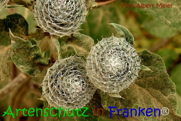 Bild zum Eintrag (1128027-160)