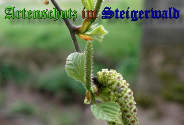 Bild zum Eintrag (1128935-160)