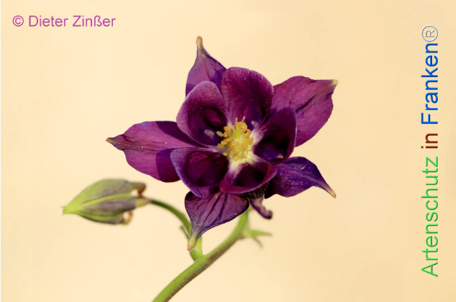 Bild zum Eintrag (1129853-160)